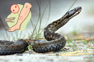 Morso da una vipera ad Amandola, arriva l’eliambulanza